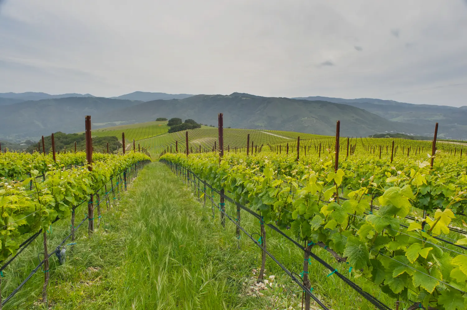 Vine rows on the estate in soft morning light