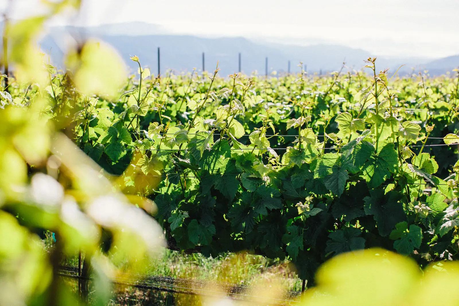 Vine rows across the estate
