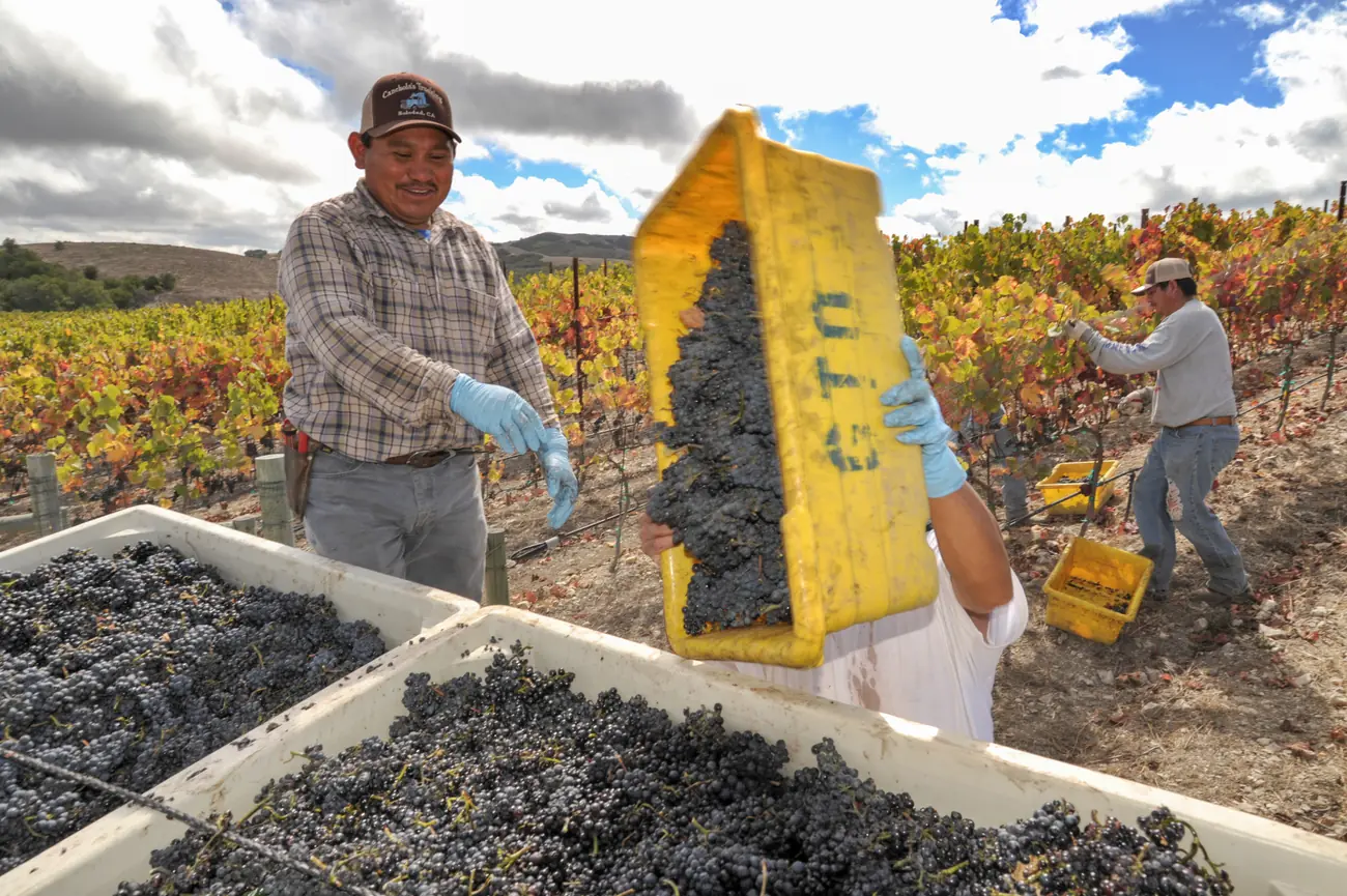 Harvest on the estate, fruit picked by hand