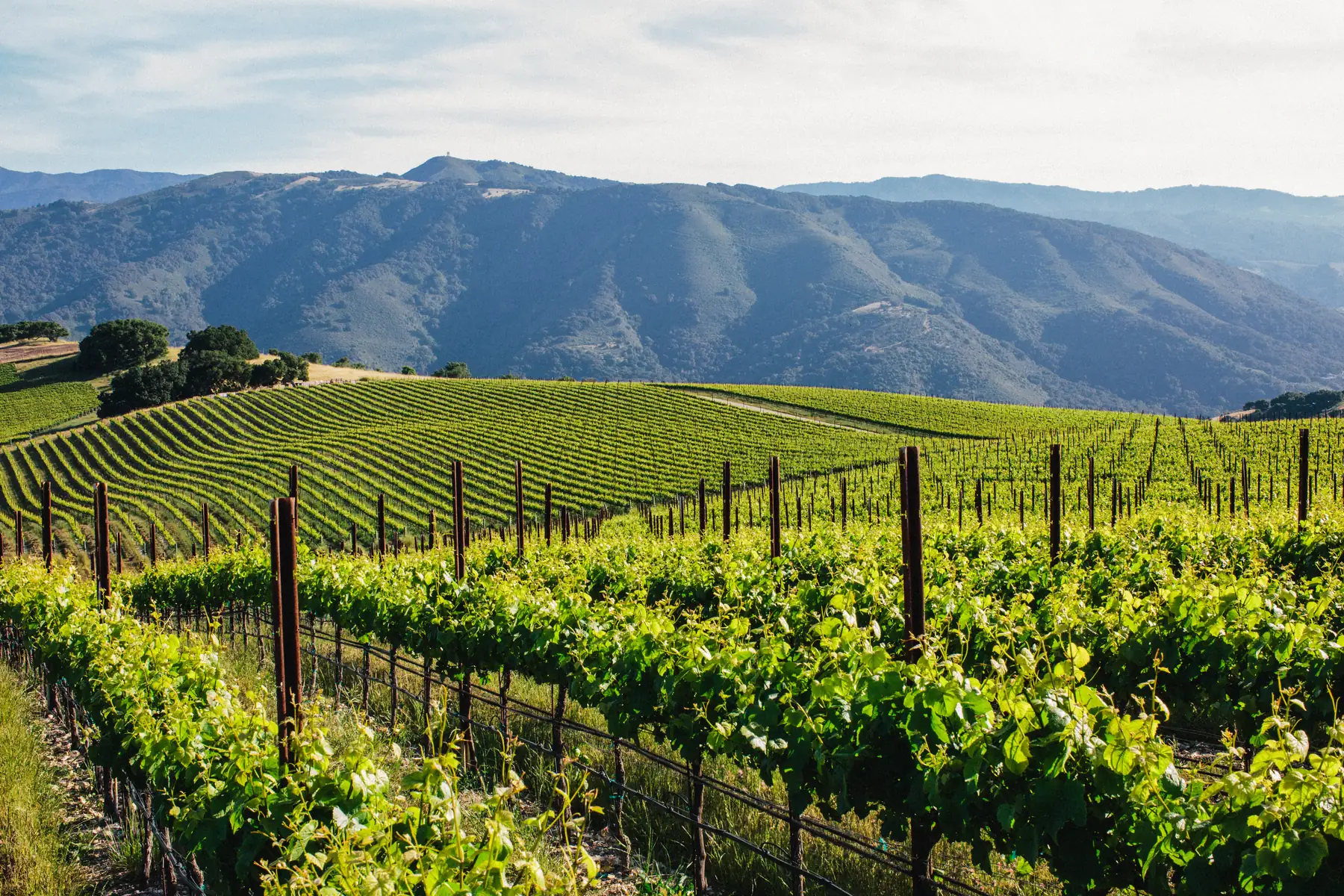 Vine rows falling away down the ridge, the Santa Lucia range beyond