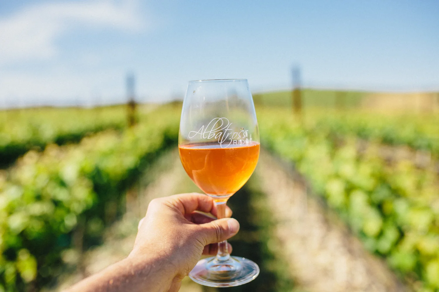 A glass of Albatross Ridge rosé, etched with the estate's name, held up against the vine rows