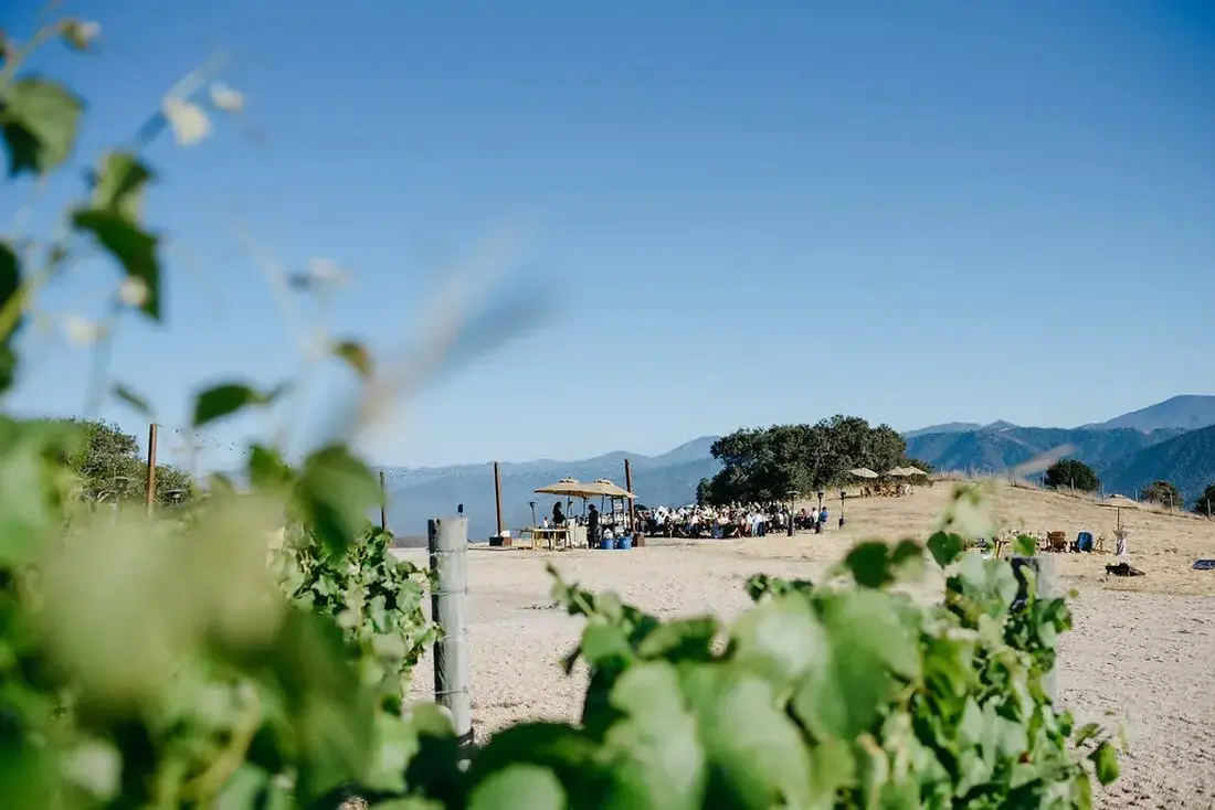 The reception seen through the vine rows