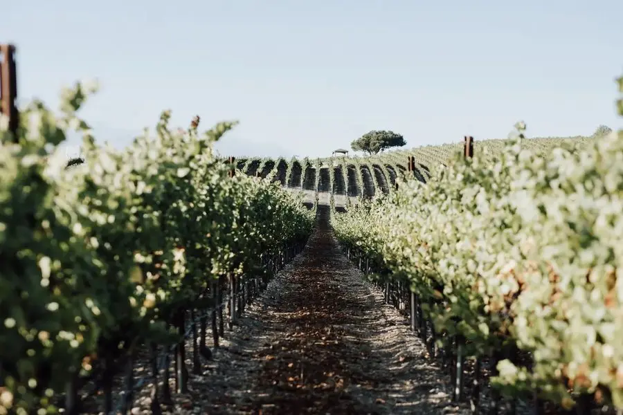 The vine rows climbing toward the lone oak